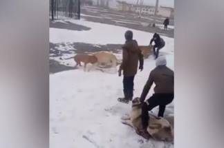 Видео с жестокими собачьими боями попало в Сеть