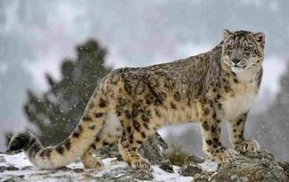 Всемирный фонд дикой природы запустил проект по охране редких животных Казахстана