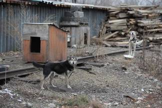 Выделить землю приюту для собак пообещал аким Усть-Каменогорска Жаксылык Омар