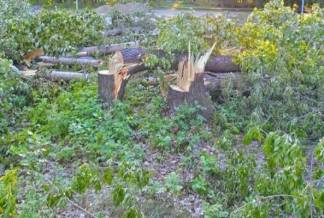 Жители Талдыкоргана выступили против вырубки деревьев в Парке ветеранов