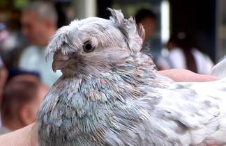 Уникальных голубей представили на масштабной выставке в Шымкенте