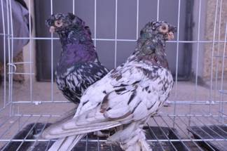 Выставка голубей пройдет в Шымкентском зоопарке