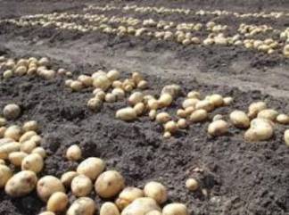 В Сайрамском районе Туркестанской области заканчивается уборка раннего картофеля