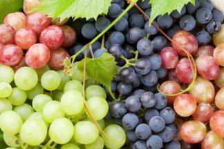 Первый урожай винограда ожидают получить к середине сентября в Туркестанской области