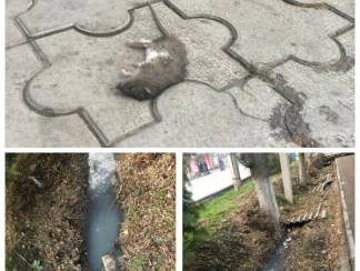 Жители одной из улиц Шымкента три года добиваются проведения канализации