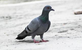 Жители Кокшетау находят на улицах трупы голубей