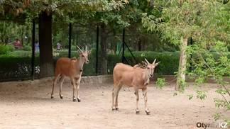 Зоопарк Шымкента пополнился краснокнижными животными